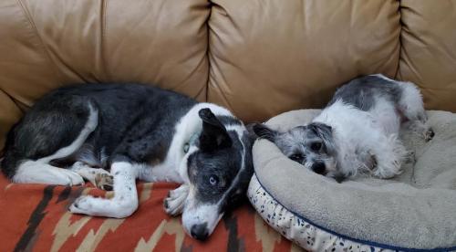 Osho and Princess Lily chilling on the sofa, probably watching Days of Our Lives...