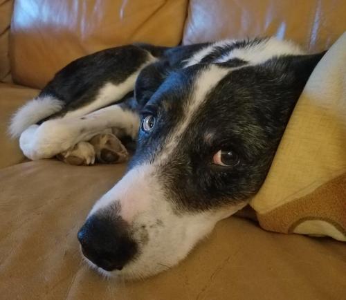 Osho, The Wise Old Man