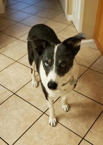 Osho - I need my walk