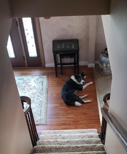 Osho finding a cool spot