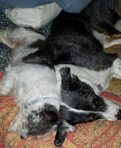 Mutt and Jeff, sleeping